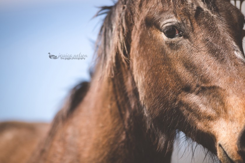 photo of a brown horse by Jessica Nelson