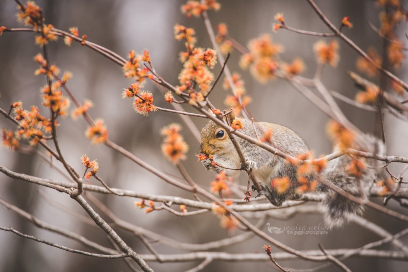 picture of a squirrel in a tree by Jessica Nelson