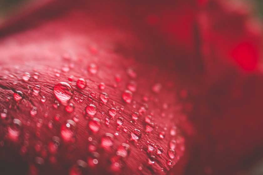 macro photo of water drops on a red flower by Tiffany Kelly