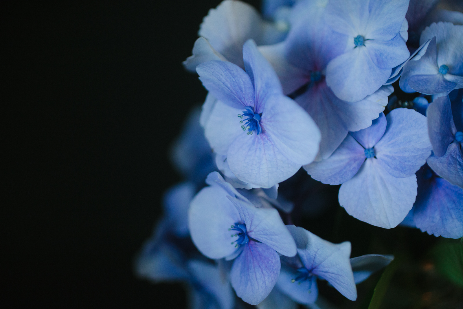 close up picture of a blue flower by Meghan McMackin