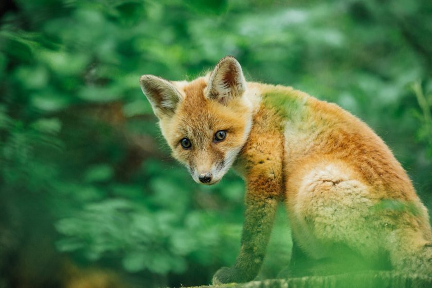 picture of a fox in the grass by Jessica Nelson