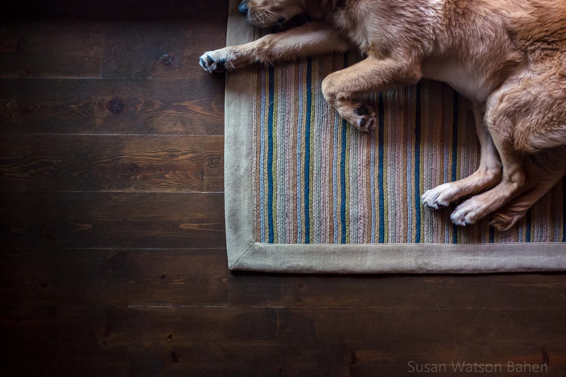 photo of dog sleeping on a rug by Susan Bahen