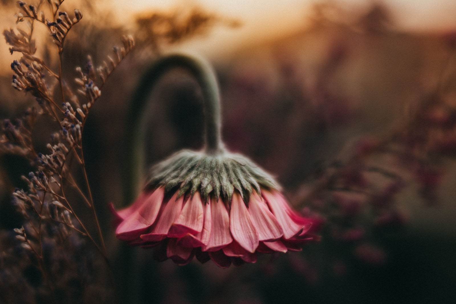5 Steps for creative and beautiful flower photography