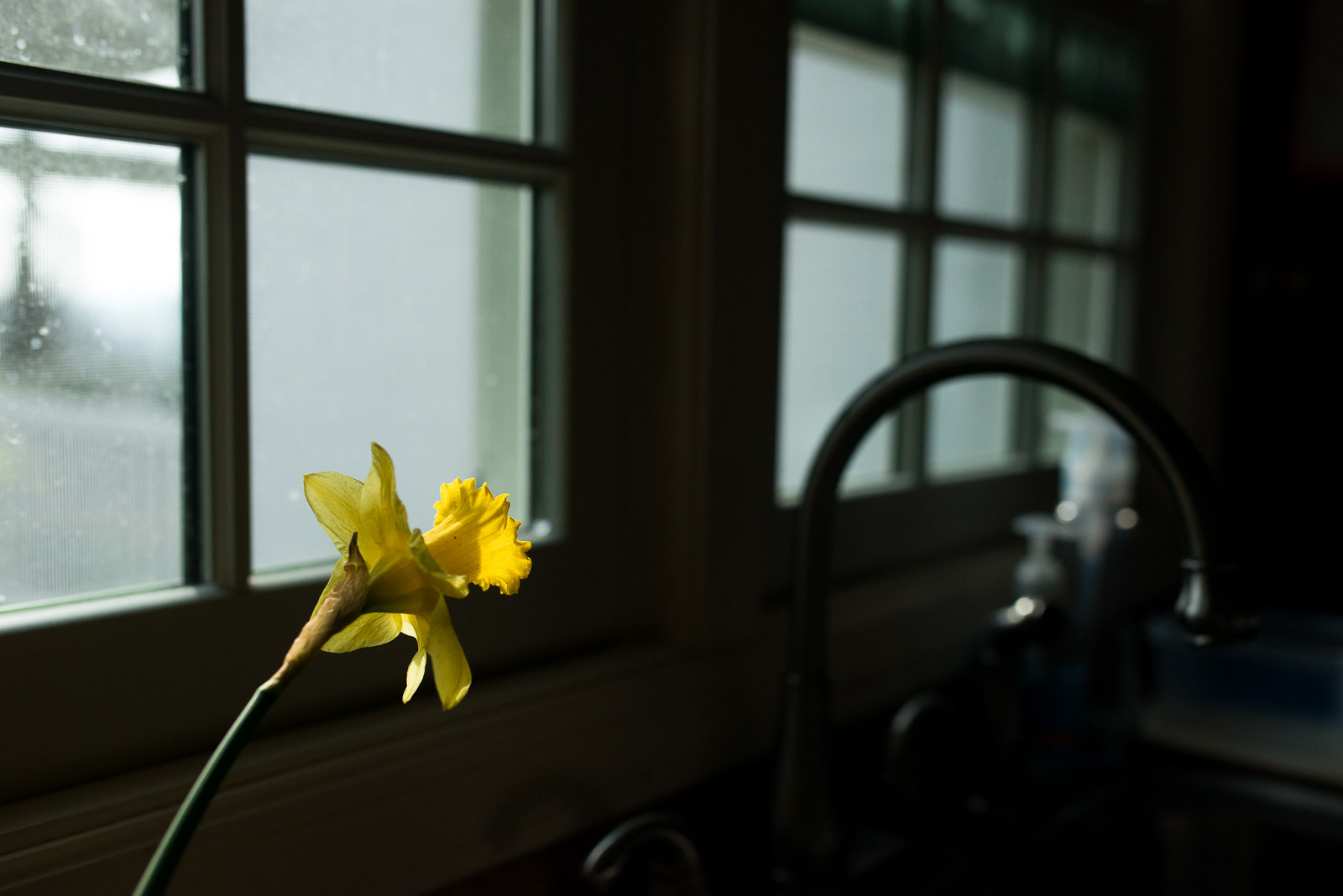 A storytelling still life image is a naturally occurring scene or object that tells a story and contains no people. I enjoy photographing storytelling still life photos all over my home, but my favorite spot is the kitchen window above the sink.