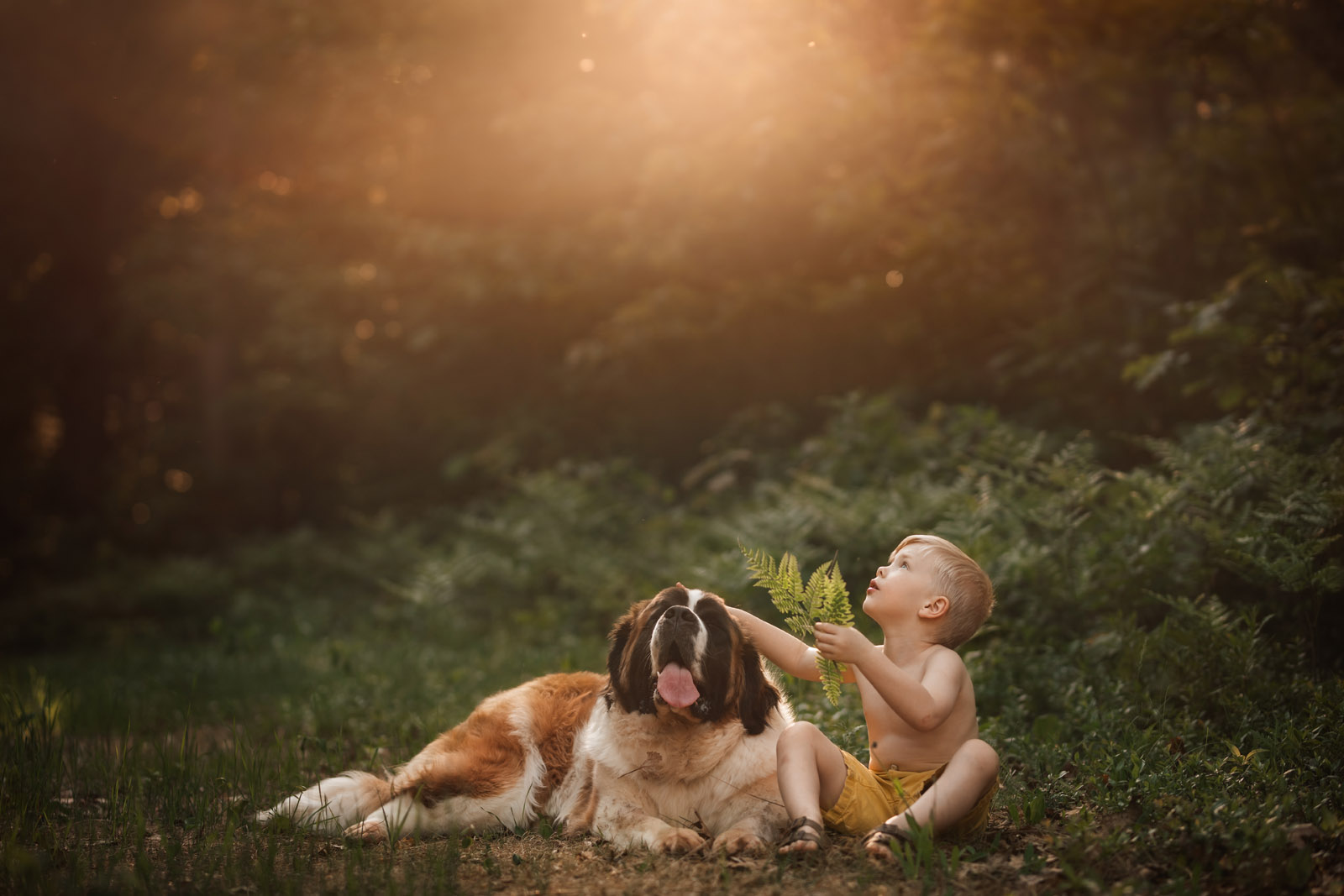 photographing pets large dog and small boy in warm light st bernard by meg loeks