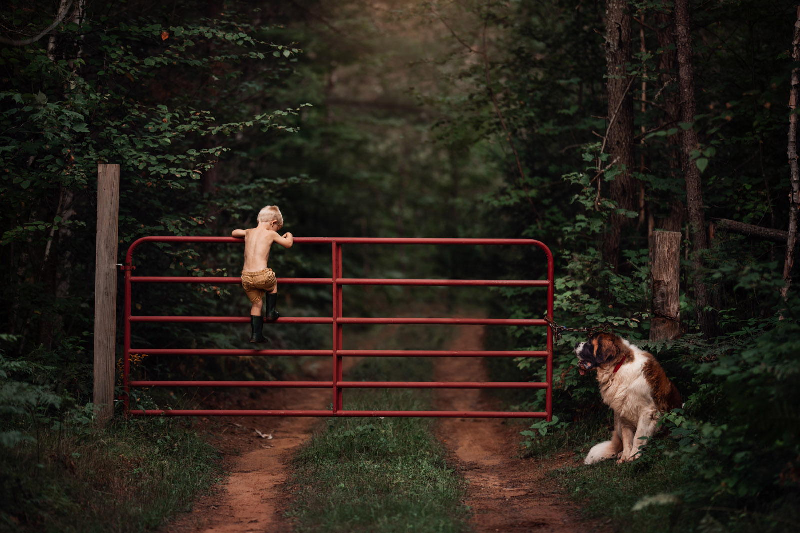 photographing pets small boy climbing fence with large dog st bernard by meg loeks