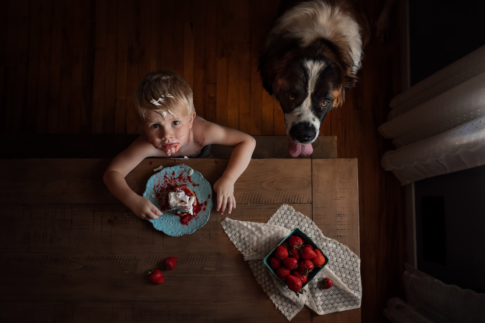 photographing pets small boy eating strawberry shortcake messy with large dog st bernard by meg loeks