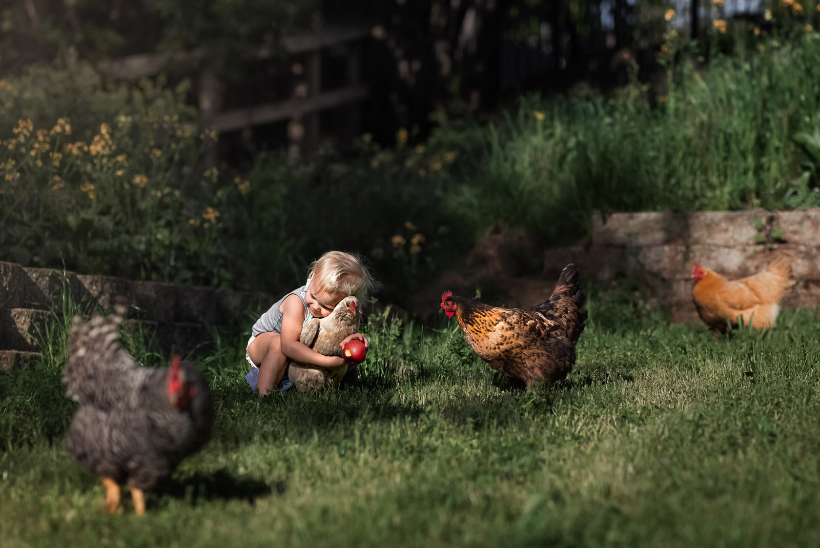 small girl hugging chicken in grass by melissa haugen photographing pets