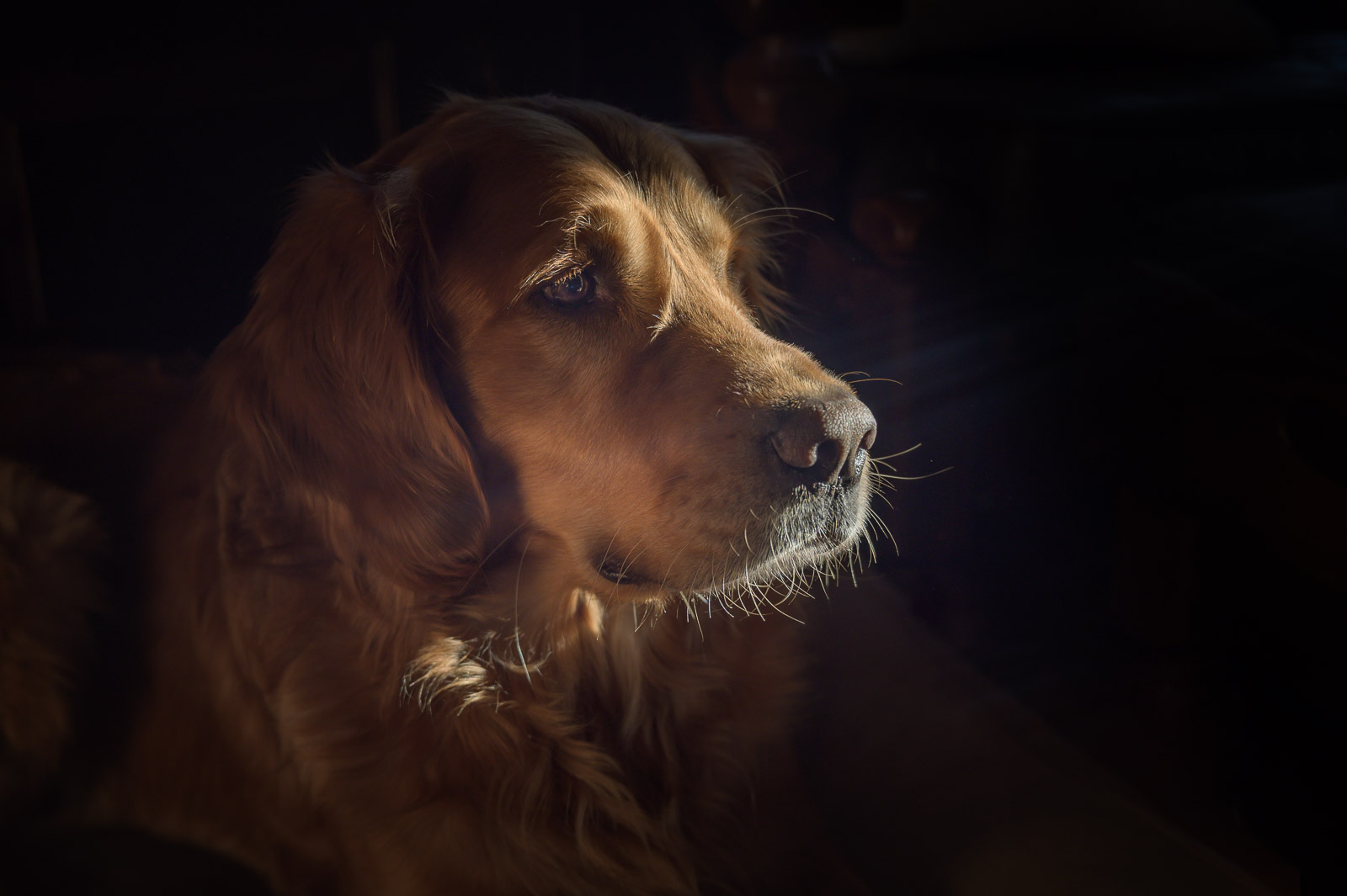 SueBahen_cm_blog_what_cm_means_to_me-9 golden retriever dog in window light